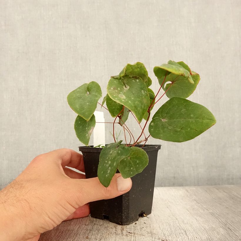 Exemplaar van Epimedium pinnatum Black Sea - Elfenbloem Kweekpotje van 8/9 cm zoals geleverd in de zomer
