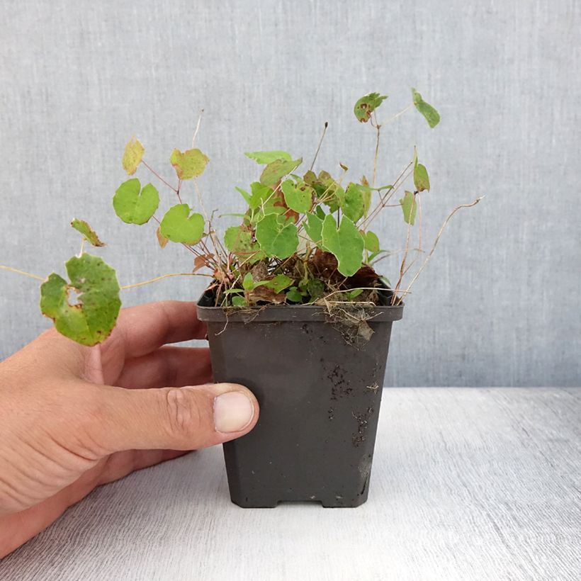 Exemplaar van Epimedium platypetalum - Elfenbloem Kweekpotje van 8/9 cm zoals geleverd in de zomer