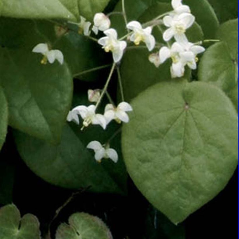 Epimedium pubigerum - Elfenbloem (Blad)