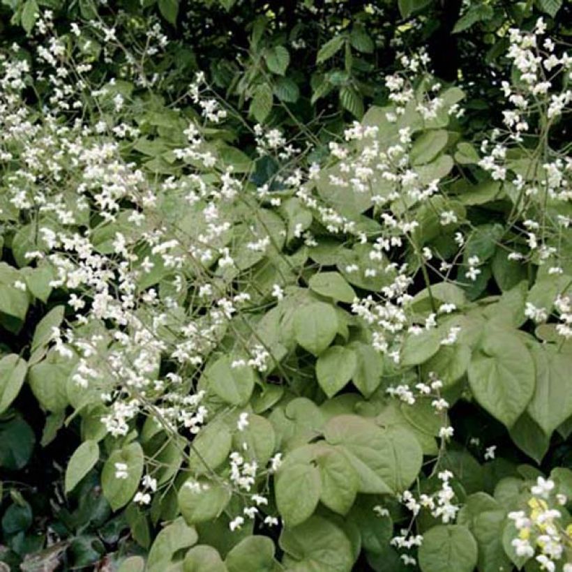 Epimedium pubigerum - Elfenbloem (Groeiplaats)