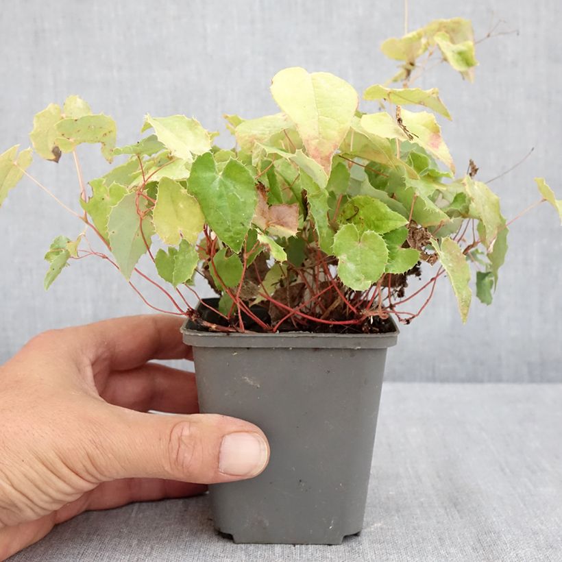 Exemplaar van Epimedium rhizomatosum - Elfenbloem Kweekpotje van 8/9 cm zoals geleverd in de zomer