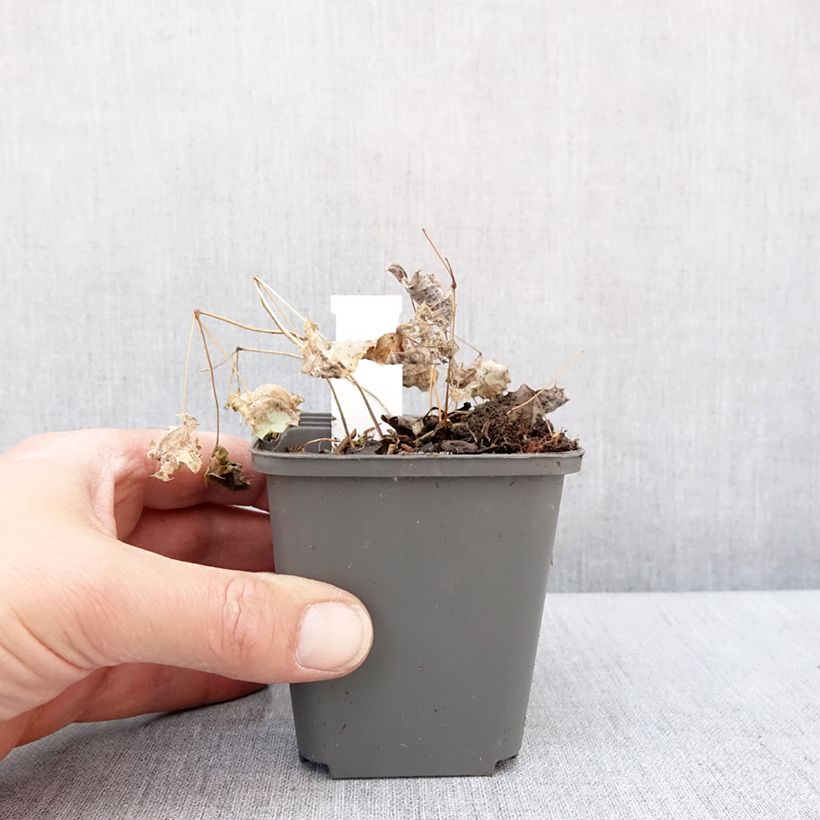 Exemplaar van Epimedium rhizomatosum, Fleur des elfes Godet de 8/9 cm zoals geleverd in de winter