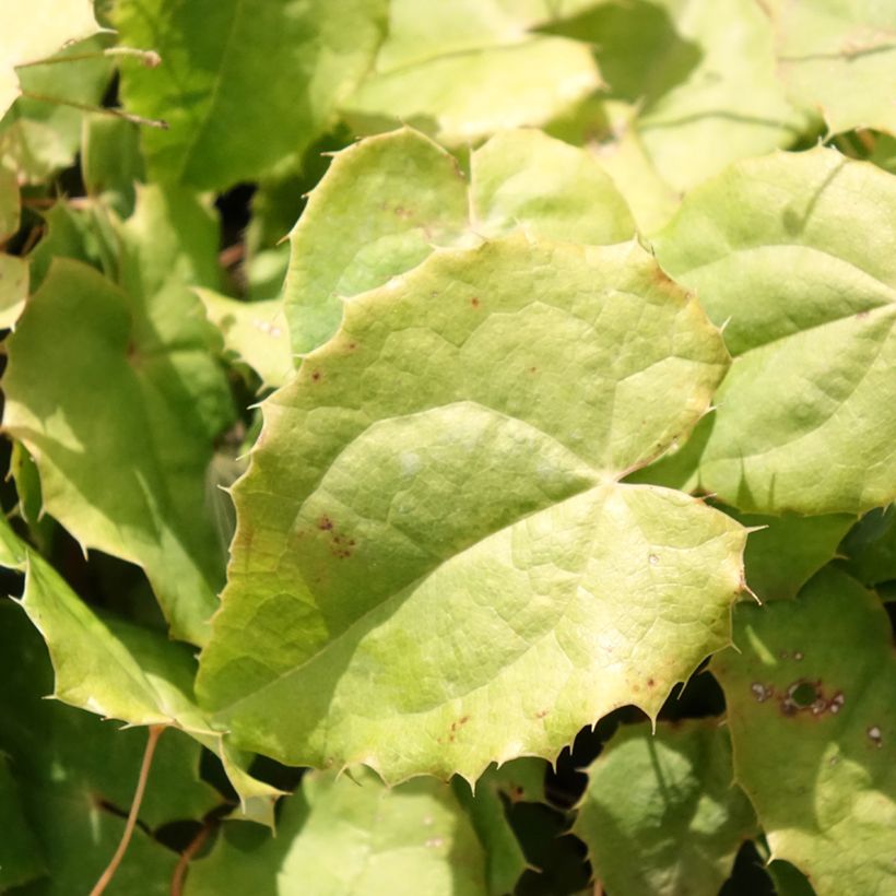 Epimedium rhizomatosum - Elfenbloem (Blad)