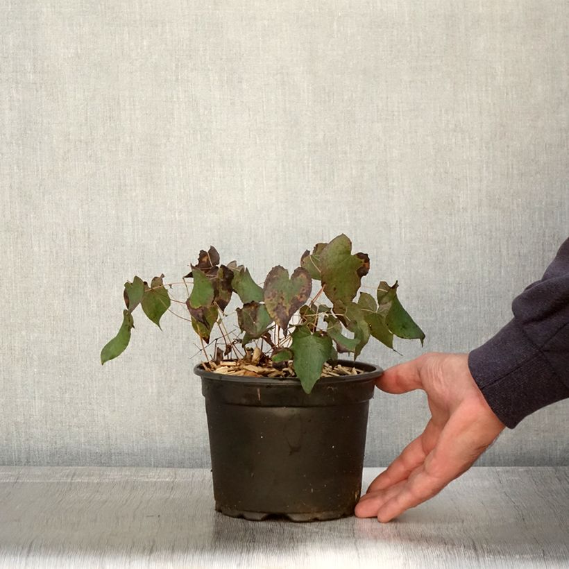 Exemplaar van Epimedium rubrum - Elfenbloem Pot van 2 l/3 l zoals geleverd in de herfst