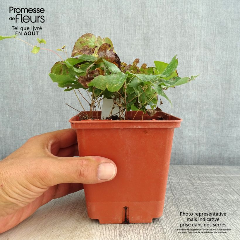 Exemplaar van Epimedium rubrum Galadriel - Elfenbloem Pot van 1 l/1,5 l zoals geleverd in de zomer