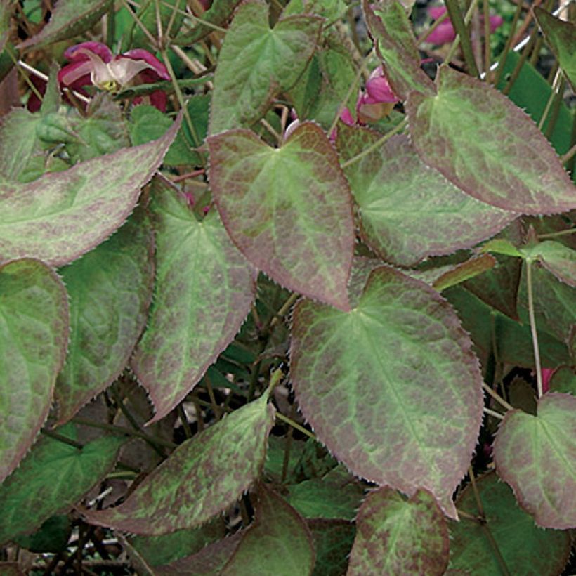 Epimedium rubrum - Elfenbloem (Blad)