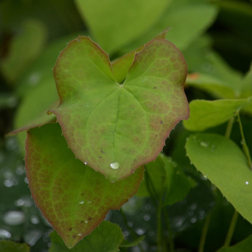 Epimedium warleyense - Elfenbloem (Blad)