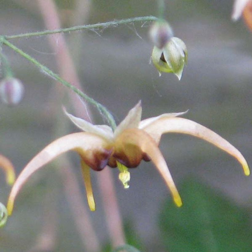 Epimedium wushanense Caramel - Elfenbloem (Bloei)