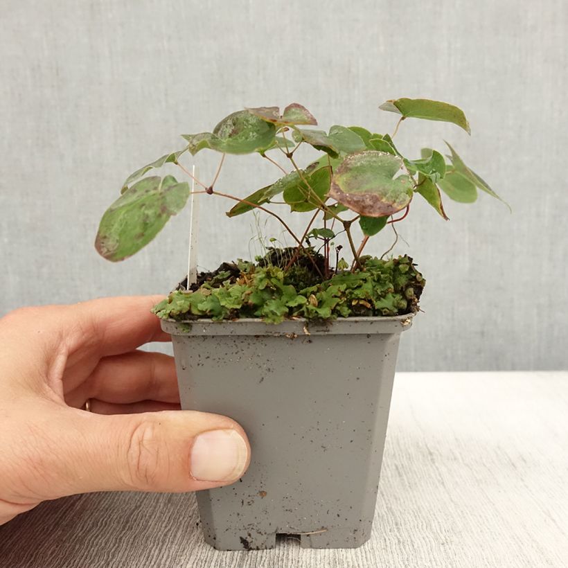 Exemplaar van Epimedium versicolor Sulphureum - Elfenbloem Kweekpotje van 7/8 cm zoals geleverd in de herfst