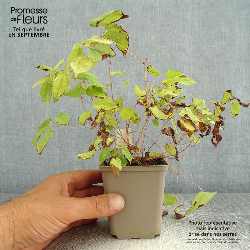Exemplaar van Epimedium youngianum Merlin - Elfenbloem Kweekpotje van 8/9 cm zoals geleverd in de zomer