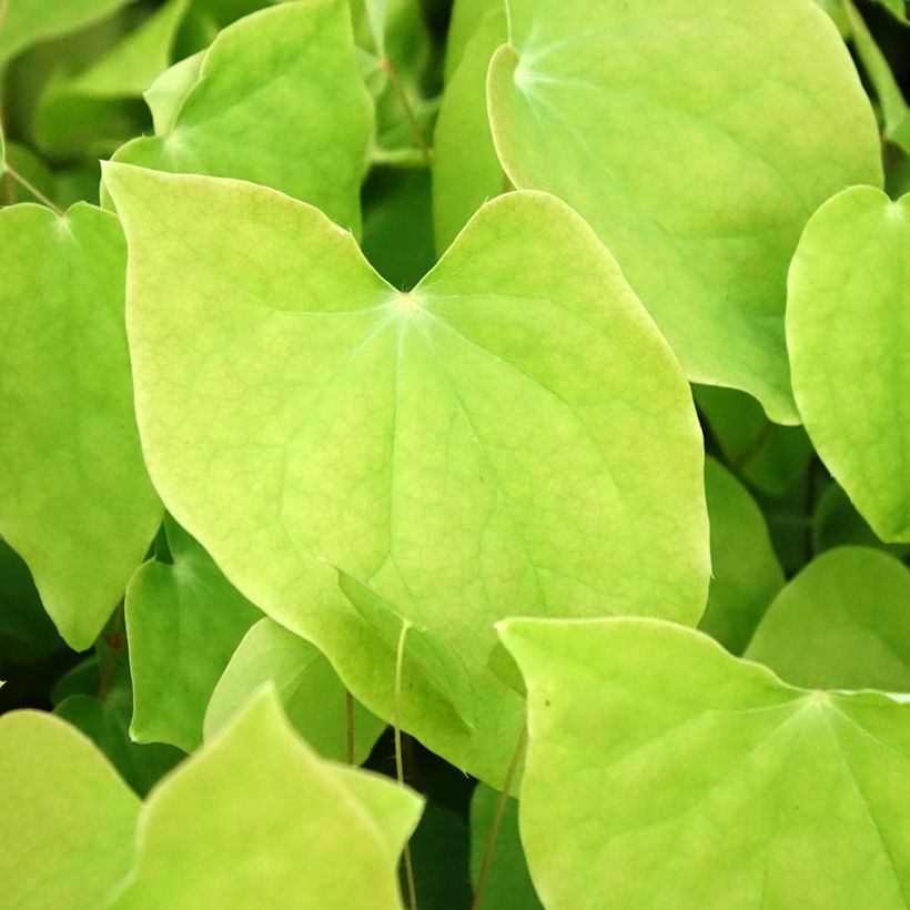 Epimedium youngianum Roseum - Elfenbloem (Blad)