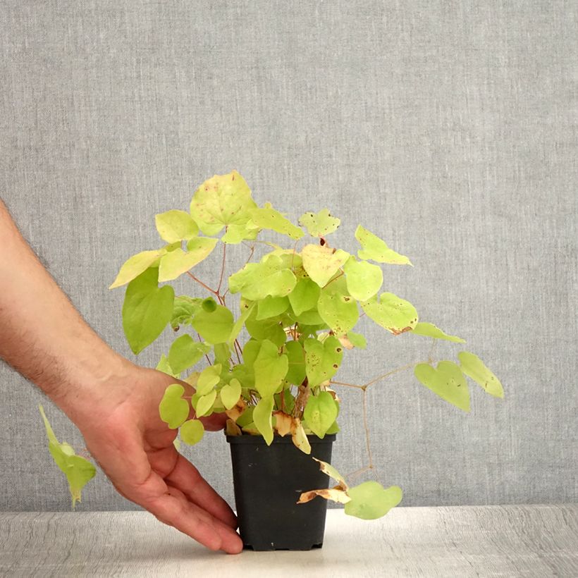 Exemplaar van Epimedium youngianum Yenomoto - Elfenbloem Kweekpotje van 8/9 cm zoals geleverd in de zomer