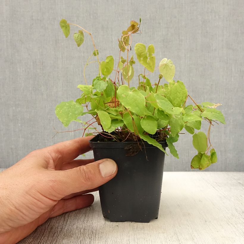 Exemplaar van Epimedium youngianum Yenomoto - Elfenbloem Kweekpotje van 8/9 cm zoals geleverd in de lente