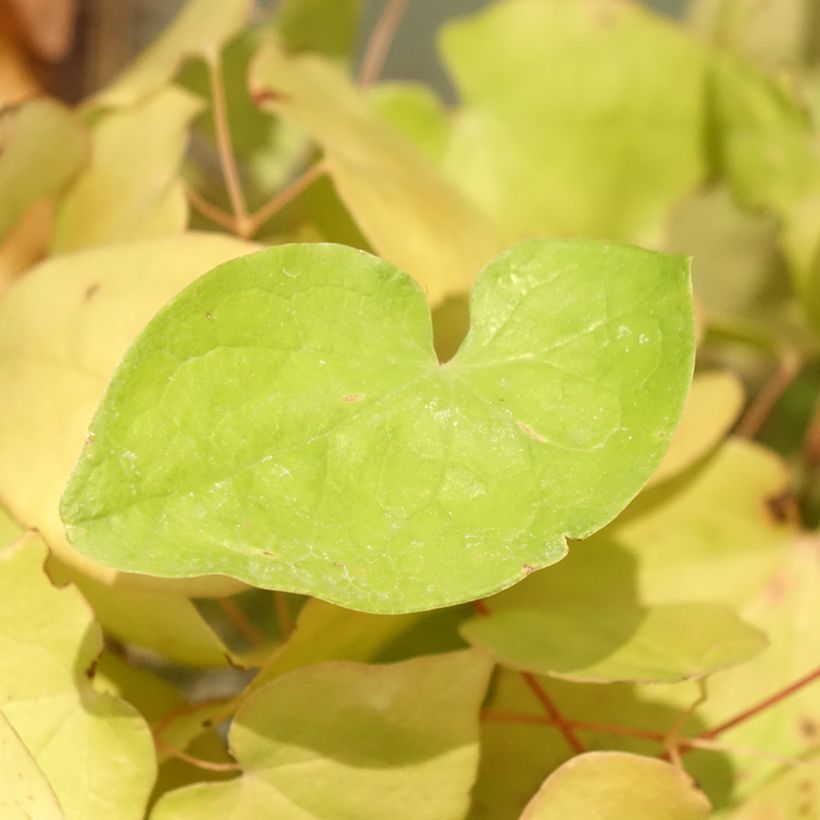Epimedium youngianum Yenomoto - Elfenbloem (Blad)