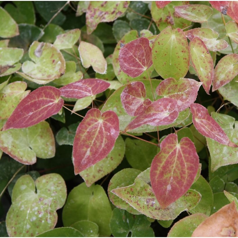Epimedium pinnatum colchicum - Elfenbloem (Foliage)