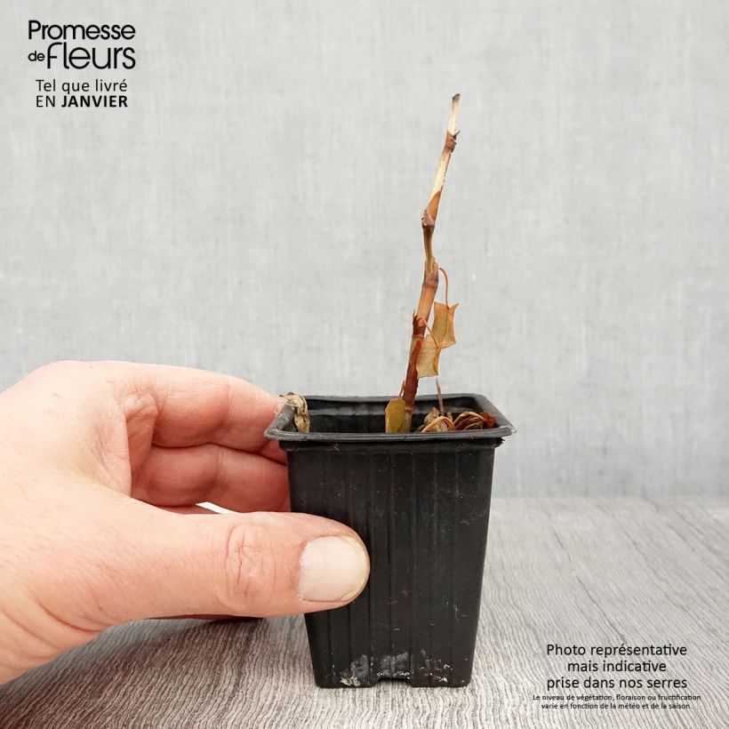 Example of Vaste boekweit - Fagopyrum dibotrys Kweekpotje van 8/9 cm as you get in hiver