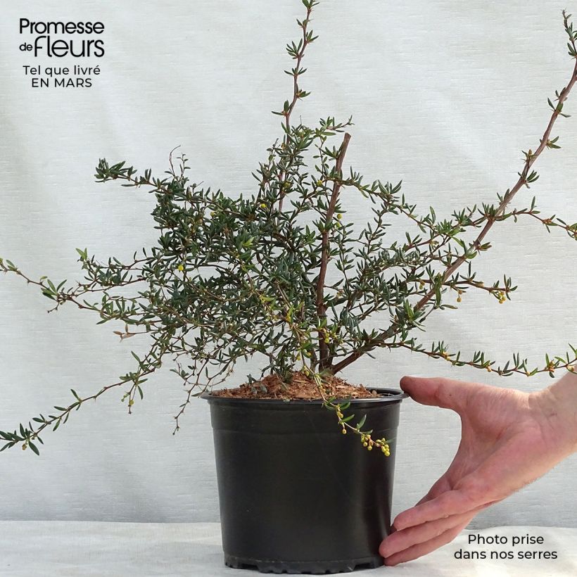 Example of Berberis stenophylla - Zuurbes Pot van 2 l/3 l as you get in printemps