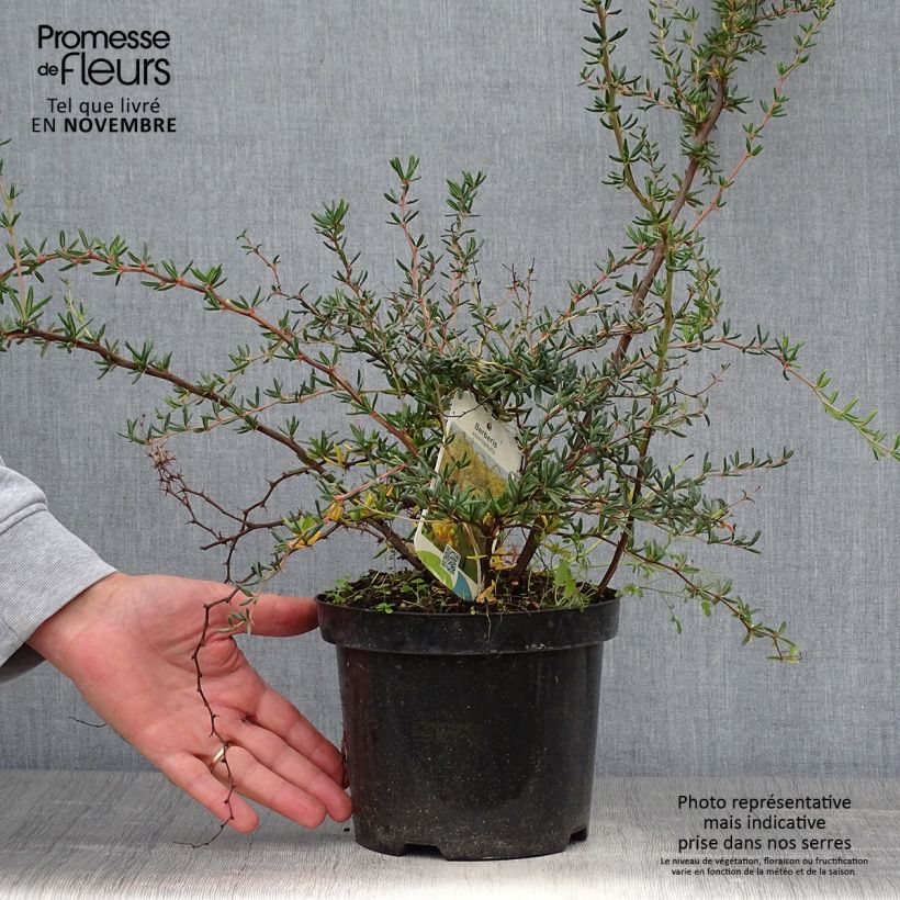Exemplaar van Berberis stenophylla - Zuurbes Pot van 2 l/3 l zoals geleverd in de herfst