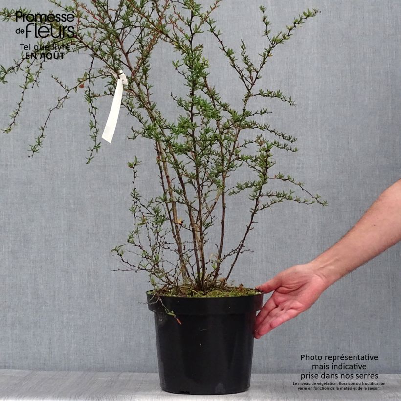 Exemplaar van Berberis stenophylla - Zuurbes Pot van 7,5 l/10 l zoals geleverd in de zomer