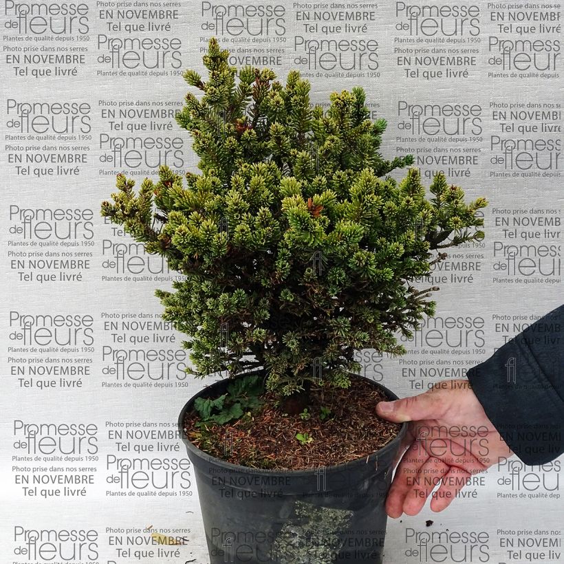 Voorbeeld van een exemplaar van Picea glauca Cecilia - Witte spar Pot van 4 l/5 l zoals geleverd
