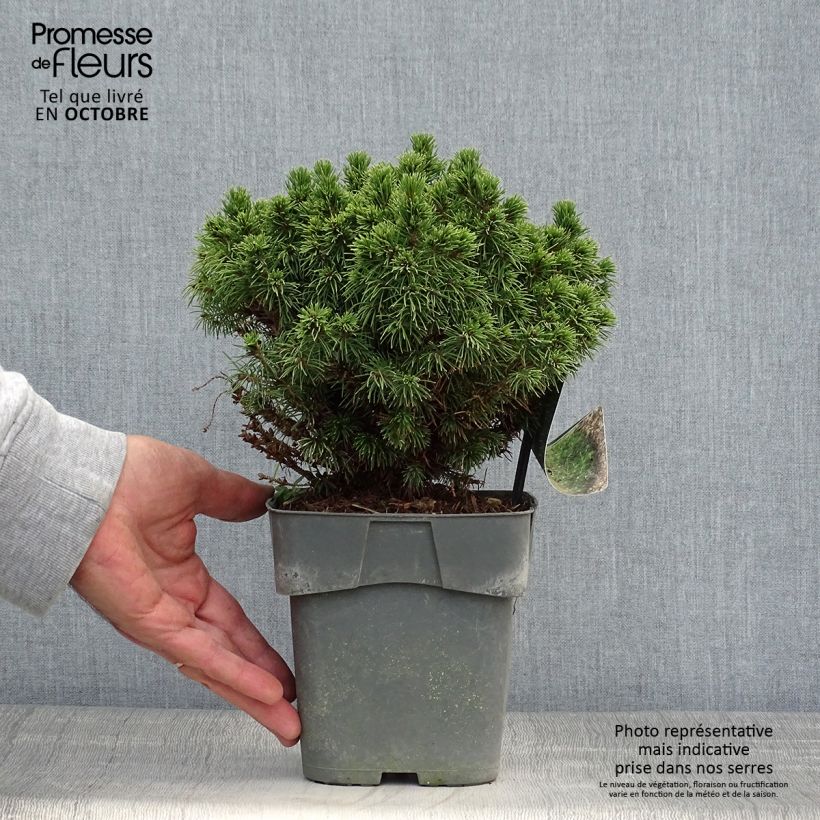 Exemplaar van Picea glauca Alberta Globe - Witte spar Pot van 2 l/3 l zoals geleverd in de herfst