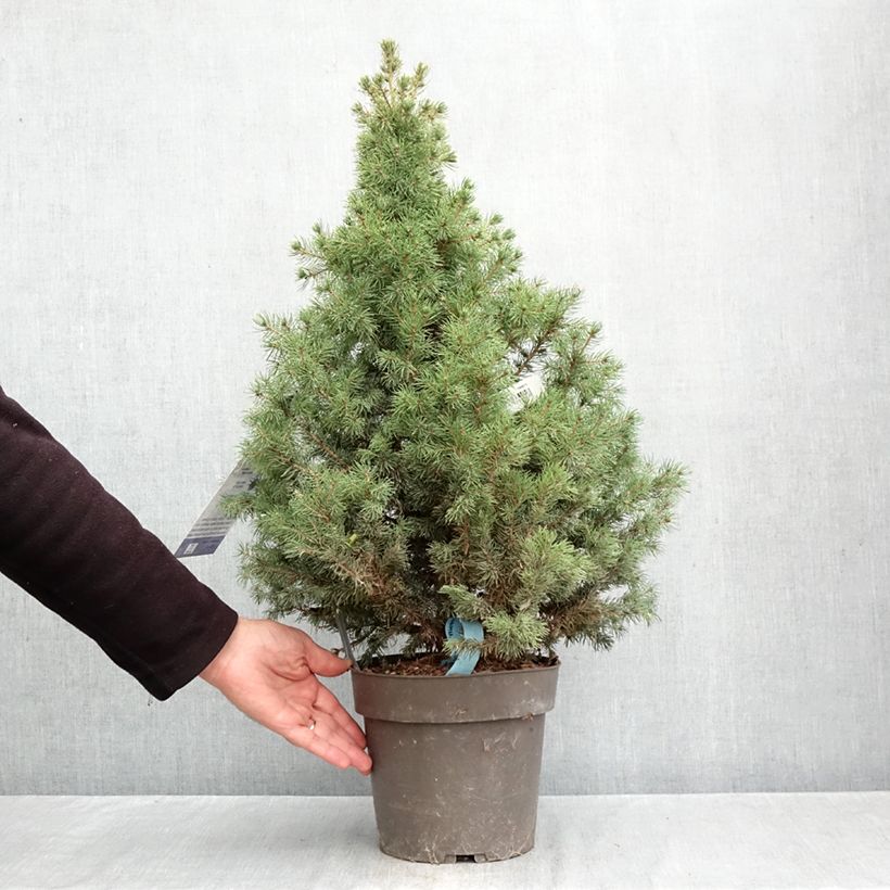 Exemplaar van Picea glauca Biesenthaler Frühling - Witte spar Pot van 4 l/5 l zoals geleverd in de herfst