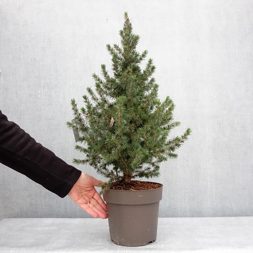 Exemplaar van Epinette blanche - Picea glauca Biesenthaler Frühling Pot de 4L/5L zoals geleverd in de winter