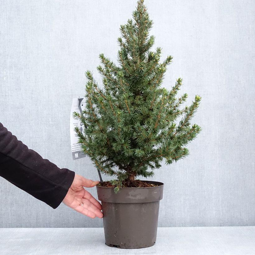 Exemplaar van Picea glauca Biesenthaler Frühling - Witte spar Pot van 4 l/5 l zoals geleverd in de lente