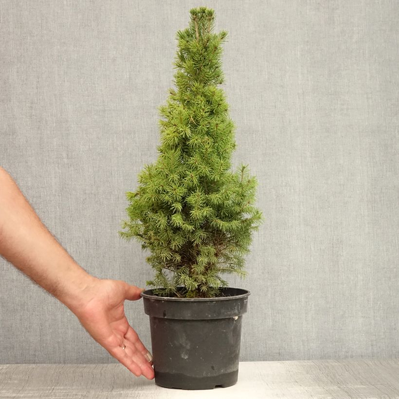 Exemplaar van Picea glauca Conica - Witte spar Pot van 2 l/3 l zoals geleverd in de zomer