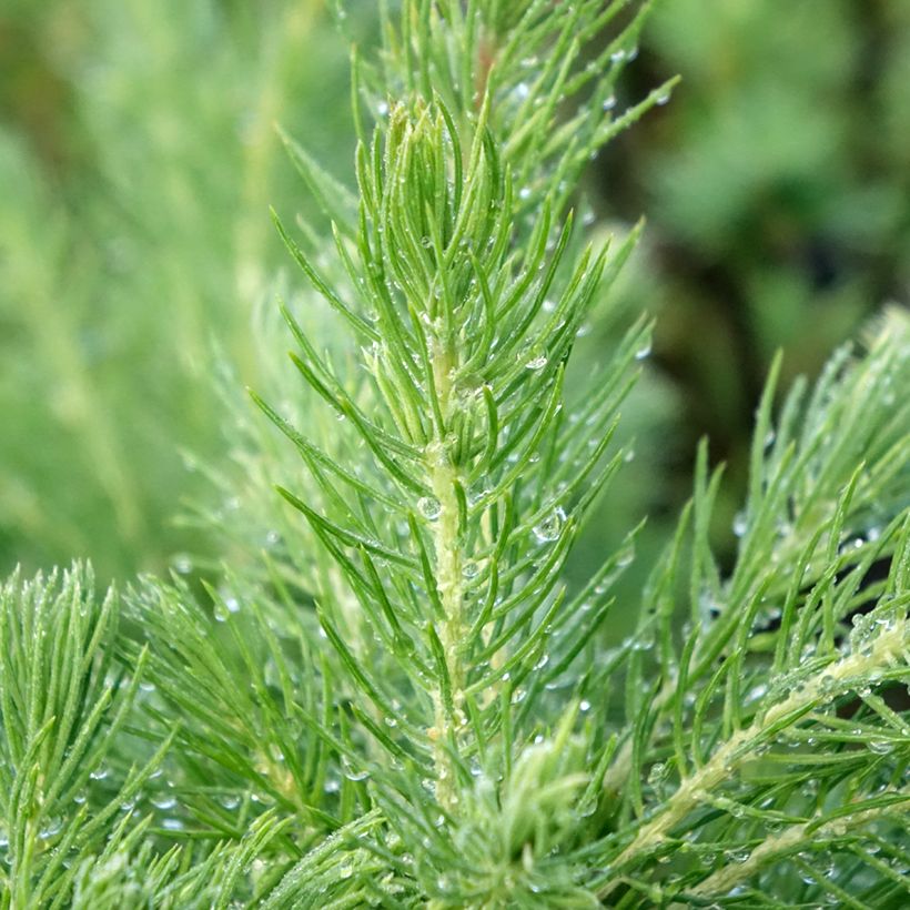 Picea glauca Conica - Witte spar (Blad)