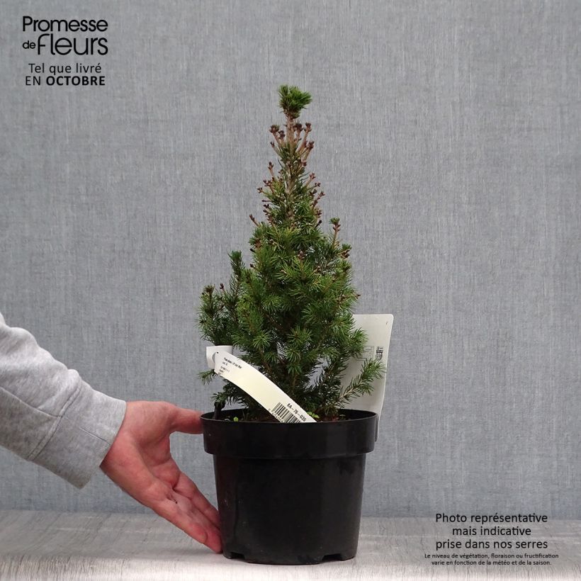 Exemplaar van Picea glauca Daisy's White - Witte spar Pot van 2 l/3 l zoals geleverd in de herfst