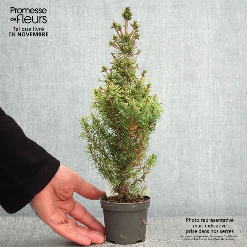 Exemplaar van Picea glauca Daisy's White - Witte spar Kweekpotje van 8/9 cm zoals geleverd in de herfst