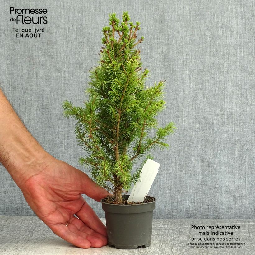 Exemplaar van Picea glauca Daisy's White - Witte spar Kweekpotje van 8/9 cm zoals geleverd in de zomer