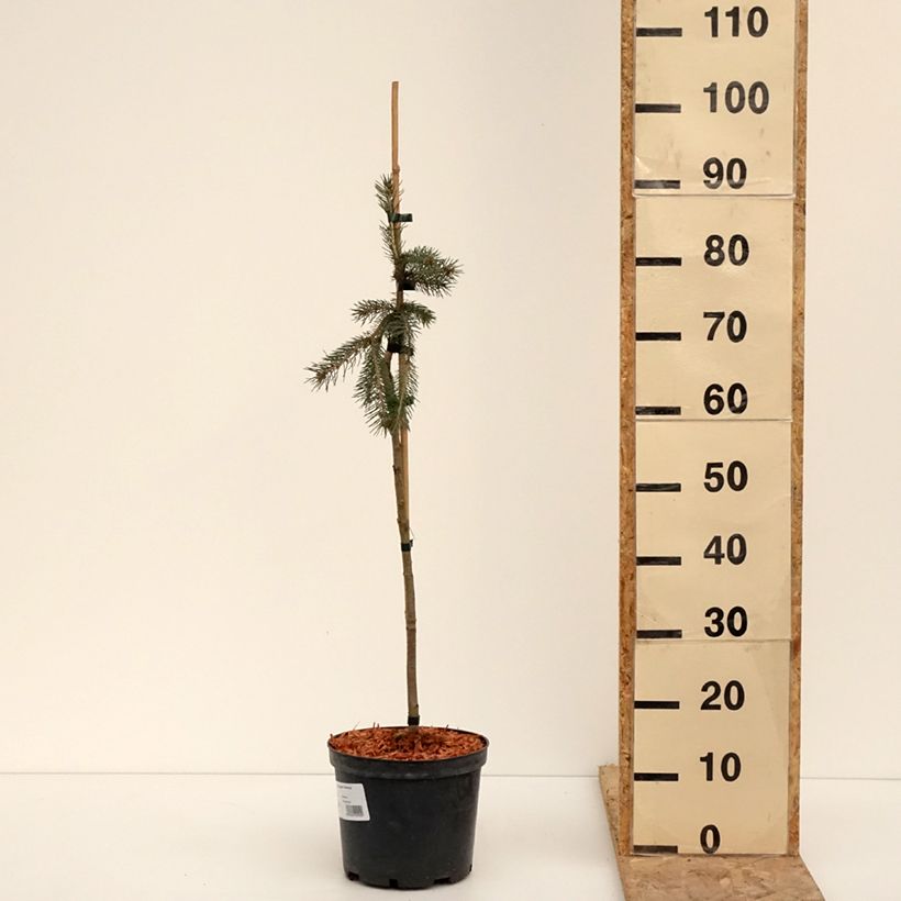 Exemplaar van Epinette blanche - Picea glauca Pendula Pot de 4L/5L, Mini-tige, Tige de 30 cm zoals geleverd in de winter