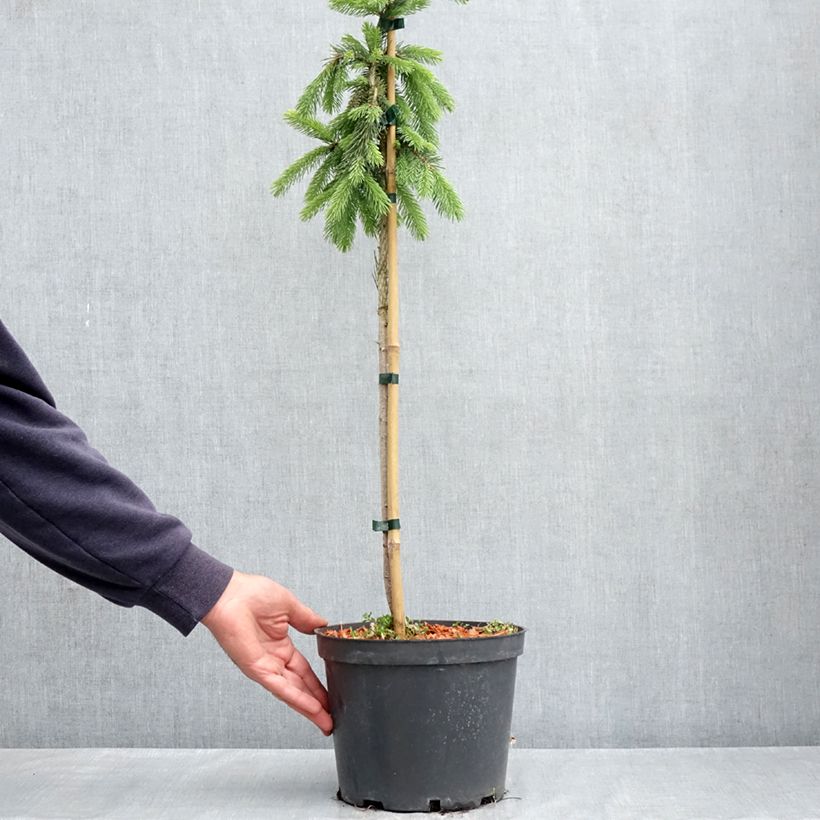 Exemplaar van Picea glauca Pendula - Witte spar Pot van 4 l/5 l, Laagstam zoals geleverd in de lente