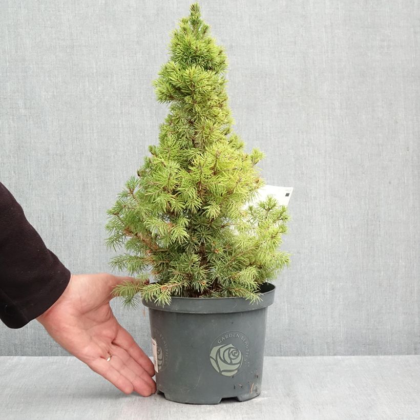 Exemplaar van Picea glauca Rainbow's End - Witte spar Pot van 2 l/3 l zoals geleverd in de herfst