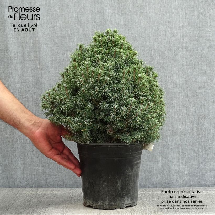 Exemplaar van Picea glauca Sanders Blue - Witte spar Pot van 4 l/5 l zoals geleverd in de zomer