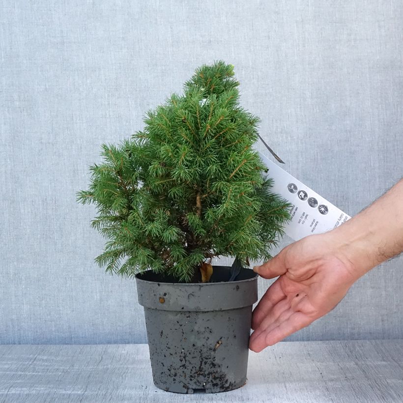 Exemplaar van Picea glauca Sun on the Sky - Witte spar Pot van 2 l/3 l zoals geleverd in de zomer