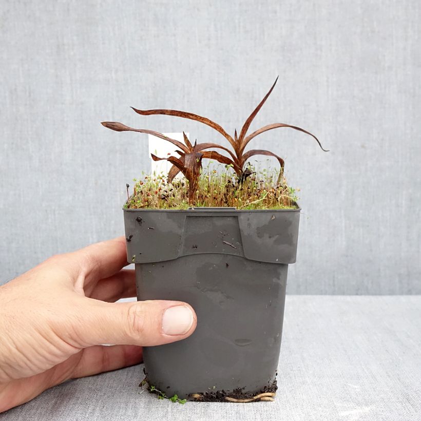 Exemplaar van Epipactis gigantea - Wespenorchis Pot van 1 l/1,5 l zoals geleverd in de herfst