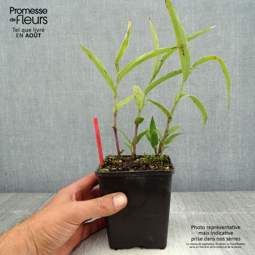 Exemplaar van Epipactis gigantea - Wespenorchis Pot van 1 l/1,5 l zoals geleverd in de zomer
