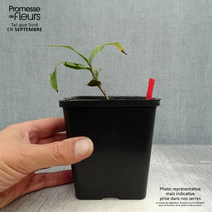 Exemplaar van Epipactis gigantea Night Serpentine - Wespenorchis Pot van 1 l/1,5 l zoals geleverd in de herfst