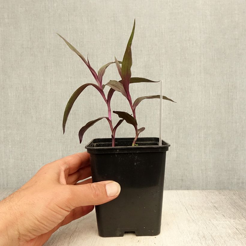 Exemplaar van Epipactis gigantea Night Serpentine - Wespenorchis Pot van 1 l/1,5 l zoals geleverd in de zomer