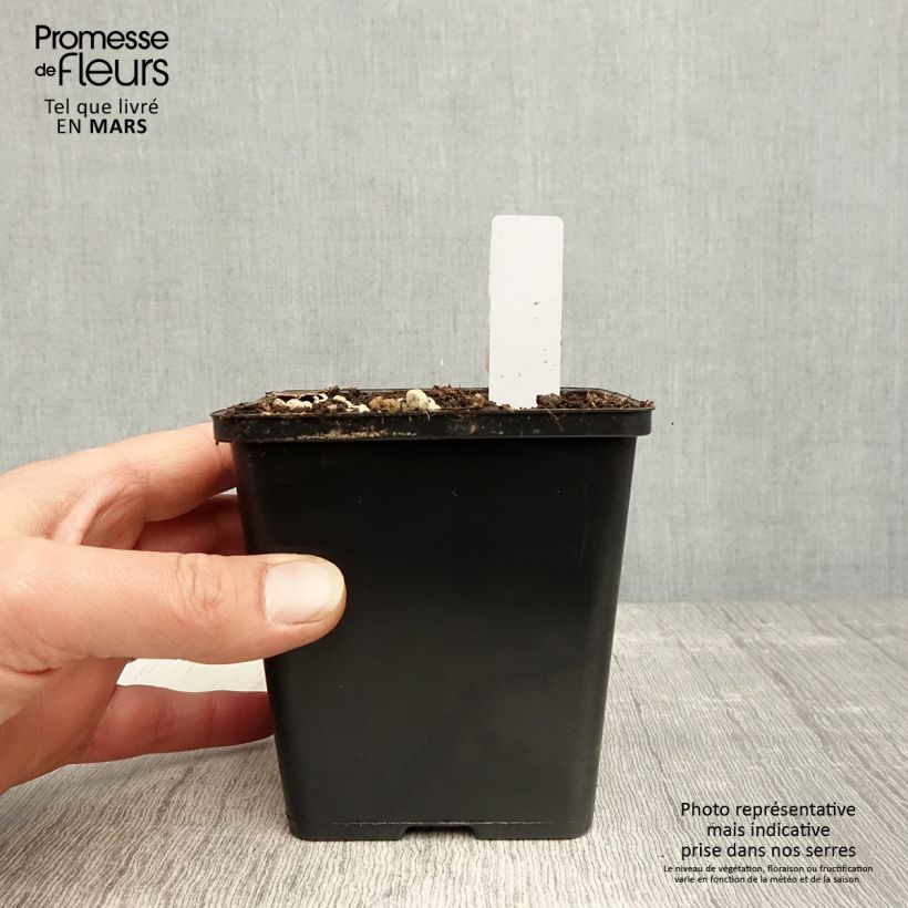 Exemplaar van Epipactis gigantea Night Serpentine - Wespenorchis Pot van 1 l/1,5 l zoals geleverd in de lente