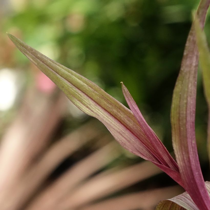 Epipactis gigantea Night Serpentine - Wespenorchis (Blad)
