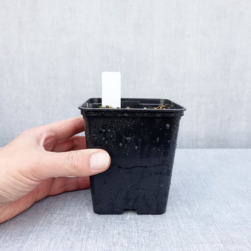 Exemplaar van Epipactis royleana - Wespenorchis Pot van 1 l/1,5 l zoals geleverd in de lente