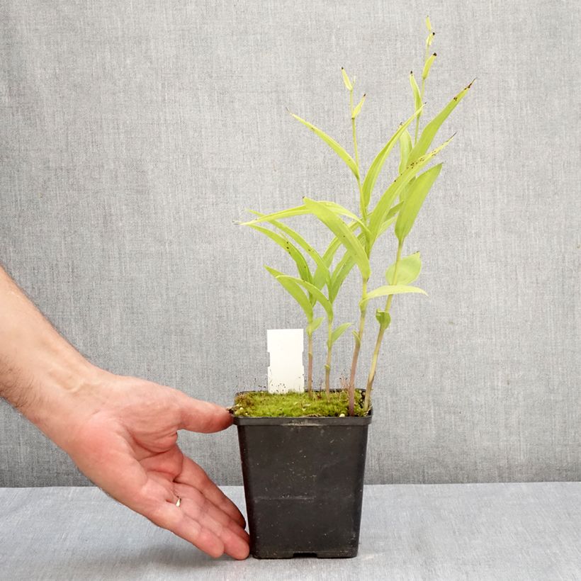 Exemplaar van Epipactis Sabine - Wespenorchis Pot van 1 l/1,5 l zoals geleverd in de herfst