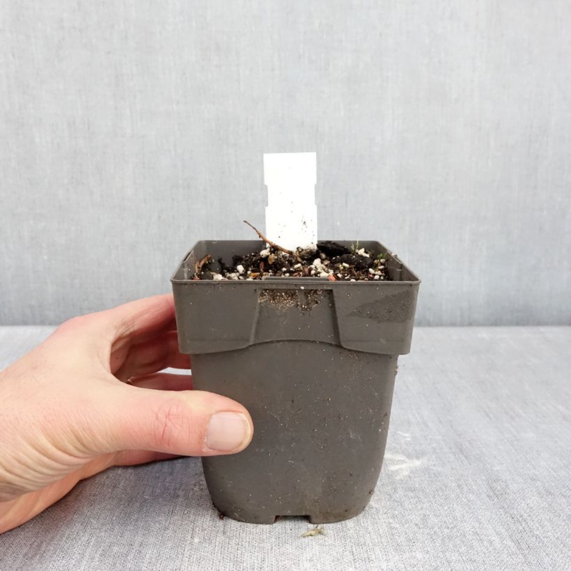 Example of Epipactis Sabine - Wespenorchis Pot van 1 l/1,5 l as you get in hiver