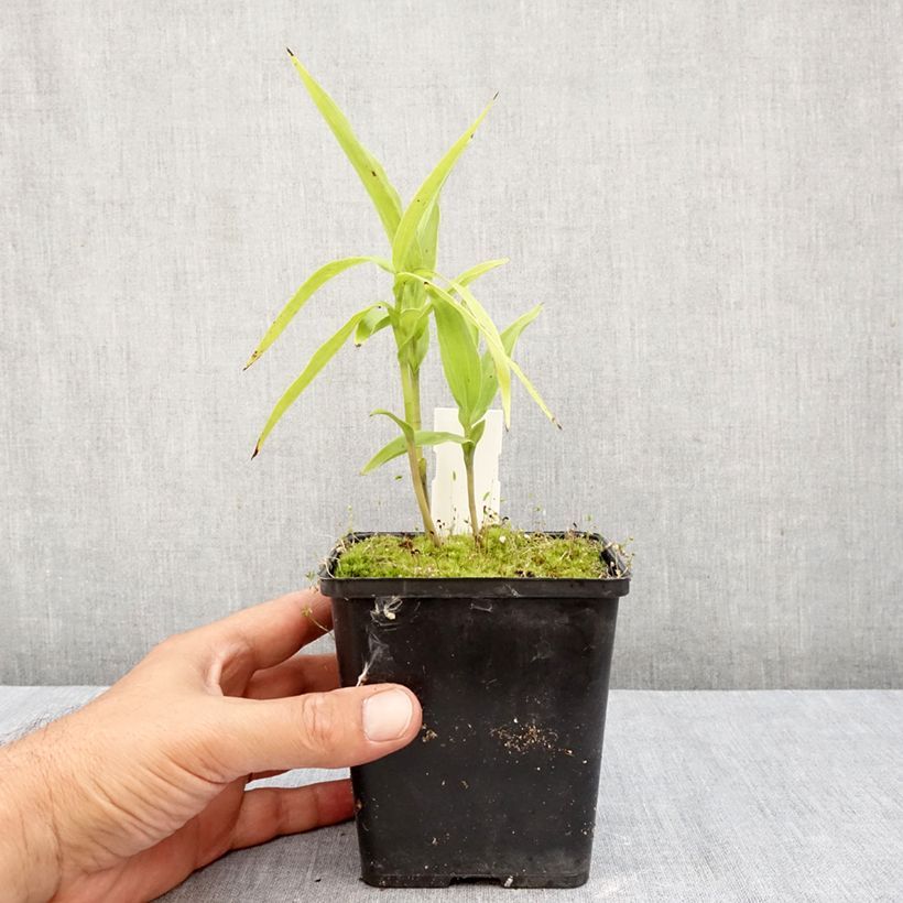 Exemplaar van Epipactis thunbergii gigantea - Wespenorchis Pot van 1 l/1,5 l zoals geleverd in de herfst
