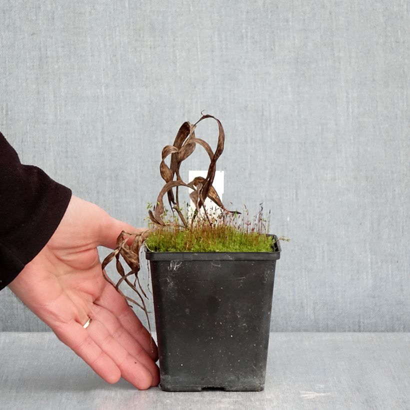 Exemplaar van Epipactis thunbergii gigantea - Wespenorchis Pot van 1 l/1,5 l zoals geleverd in de winter