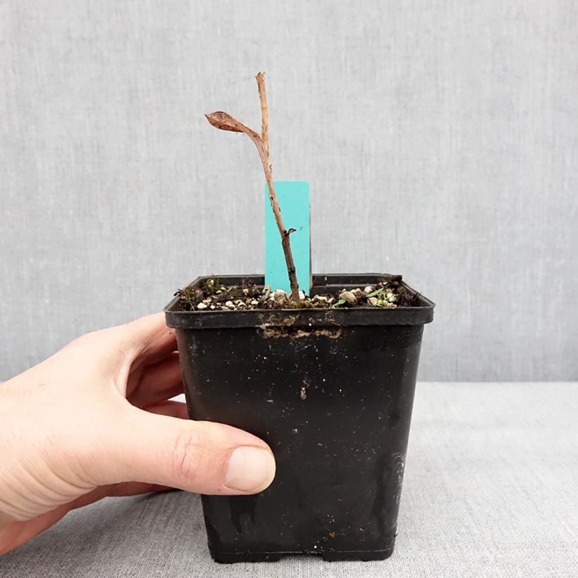 Exemplaar van Epipactis veratrifolia - Orchidée de jardin Pot de 1L/1,5L zoals geleverd in de winter